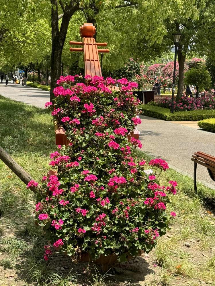 被"卷"到的上海绿化带,到底有多美?|周到拍客