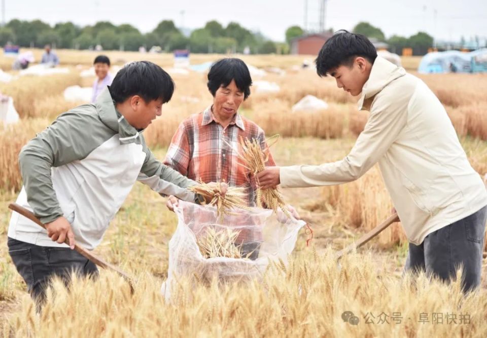 新世纪种业良繁小麦开镰收割