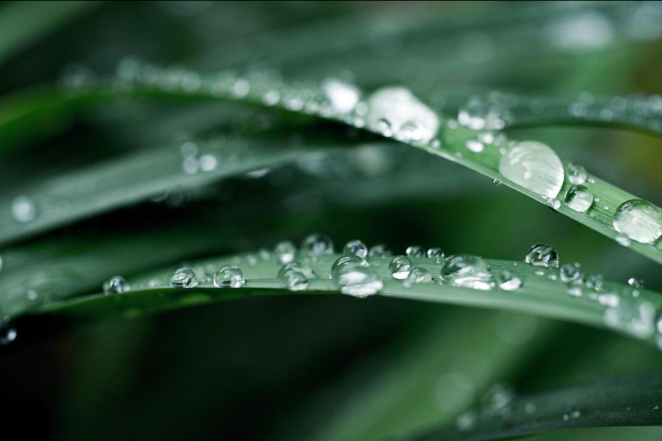 "白露水,莫要沾,寒露水,贵如金",同样是露水,有啥不一样?