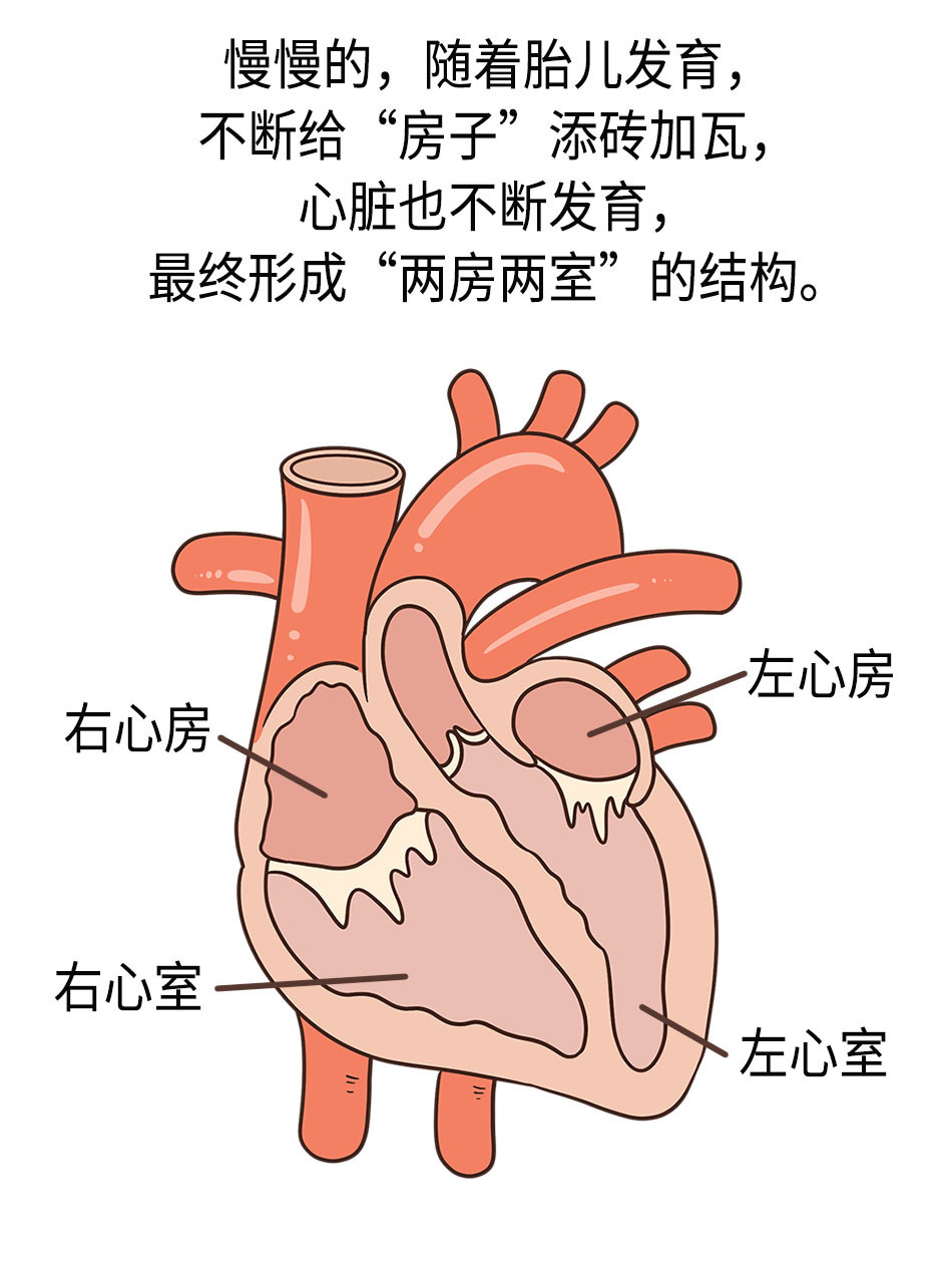 安贞专家教你正确认识小儿先天性心脏病!