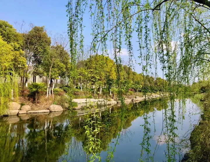 趁着好春光绿化养护杭州钱塘区的花都开好了