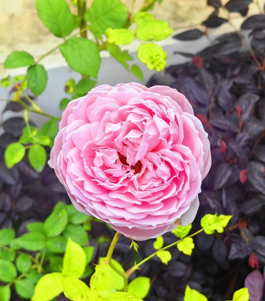 美人金光谱贵夫人绯扇紫珍珠卷珠帘晨妆带露圆舞曲红颜知己绝佳伴侣