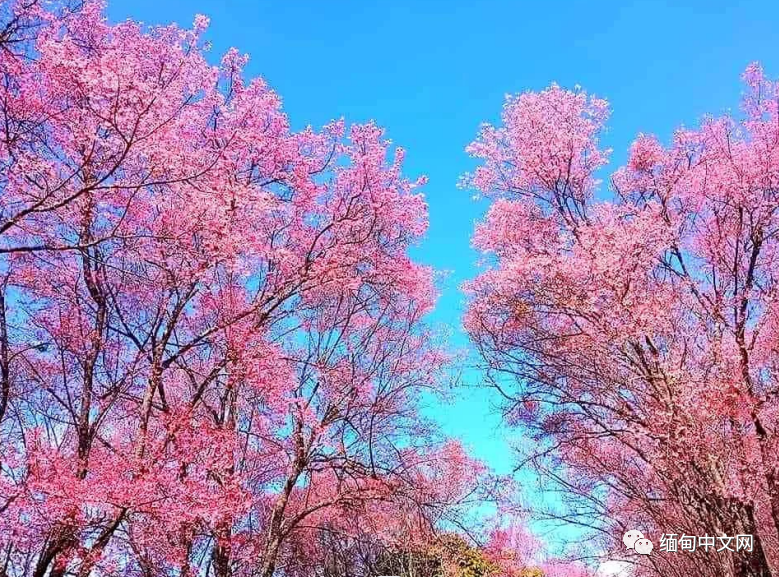 缅甸景栋王朝图片