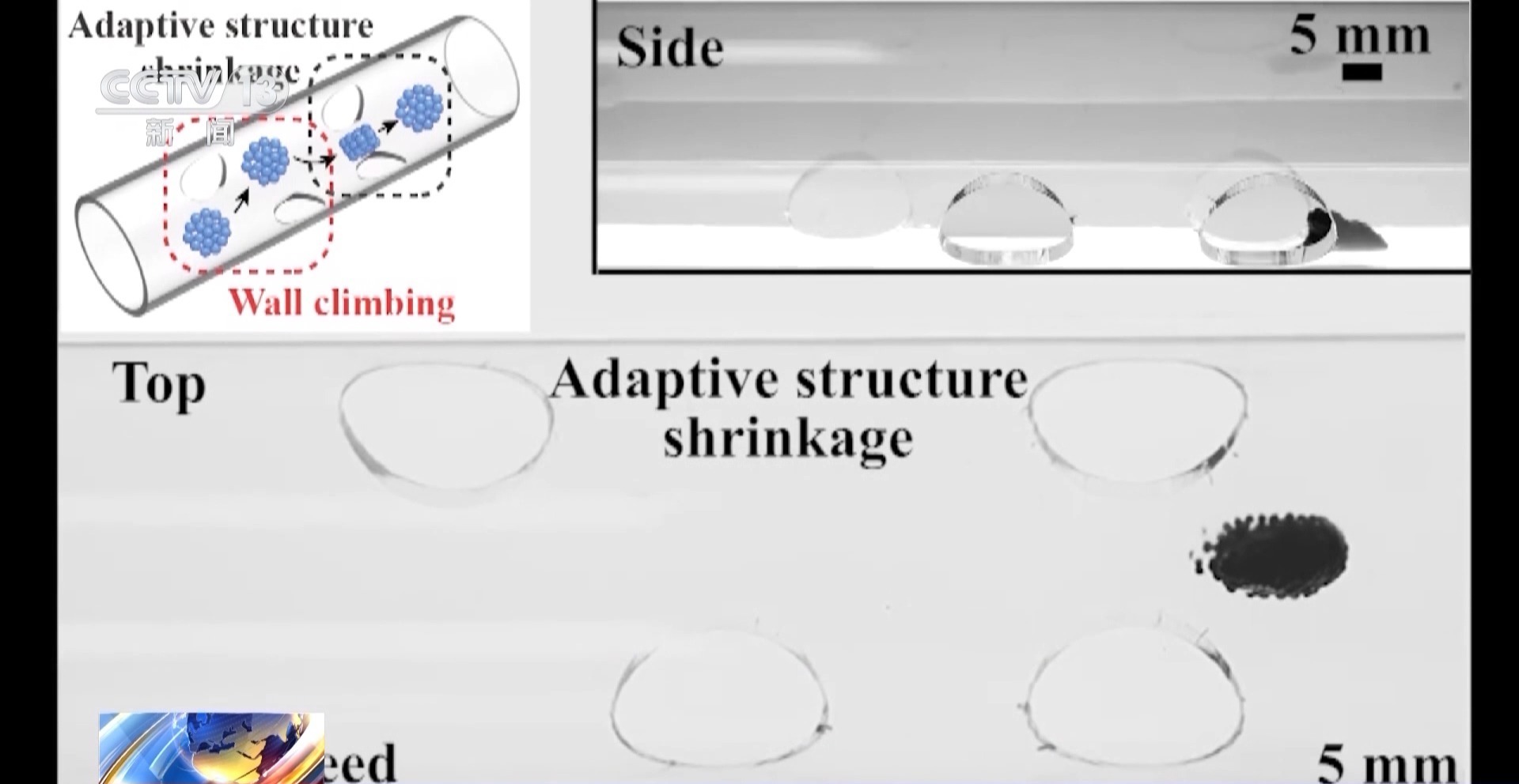 類器官打印 微納機器人 醫藥新科技亮相高交會 - 