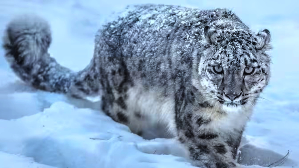 雪豹图片凶猛图片