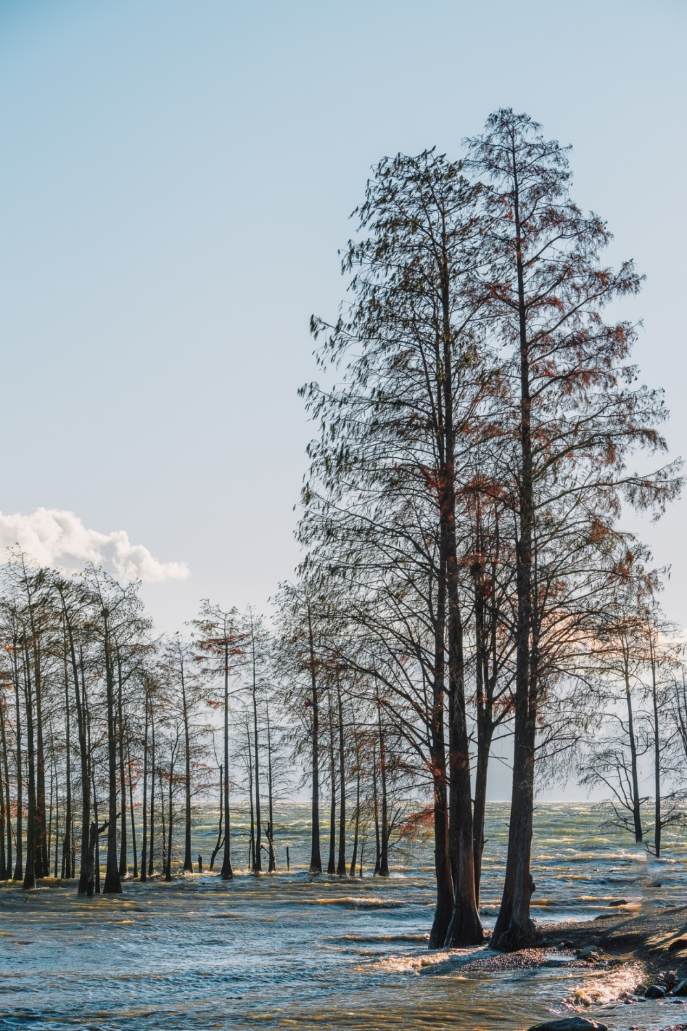 大理洱海的水杉林