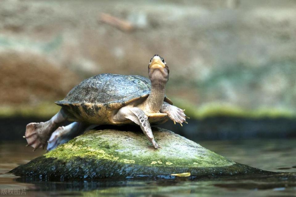 "千年的王八,万年的龟",后一句更经典,深藏处世之道