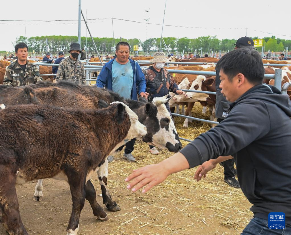 欢喜牲畜交易市场一片繁忙景象,来自全国各地的客商在交易日进行黄牛