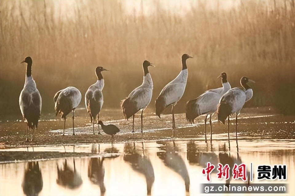 威宁草海黑颈鹤开启北迁之旅