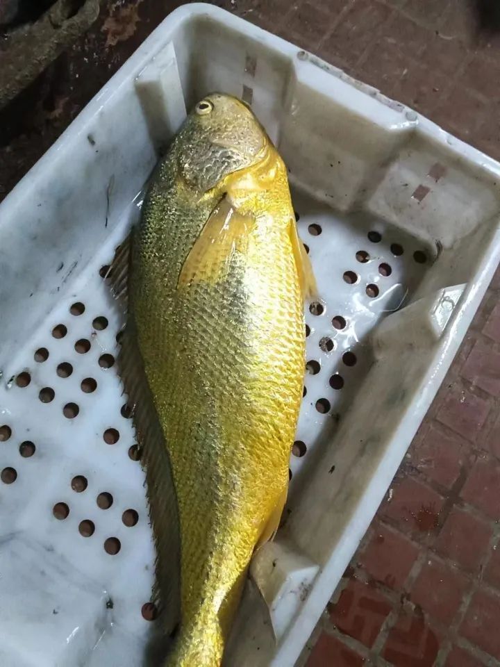 7斤野生大黄鱼,卖了68800元