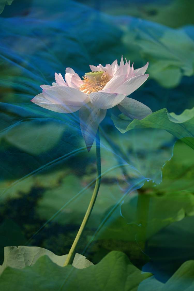 多重曝光的荷花会说话