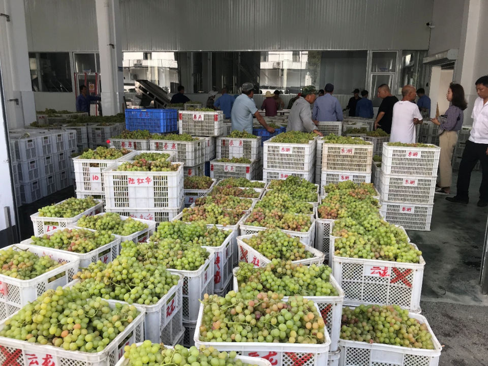 富阳东洲葡萄熟了,香飘共富路