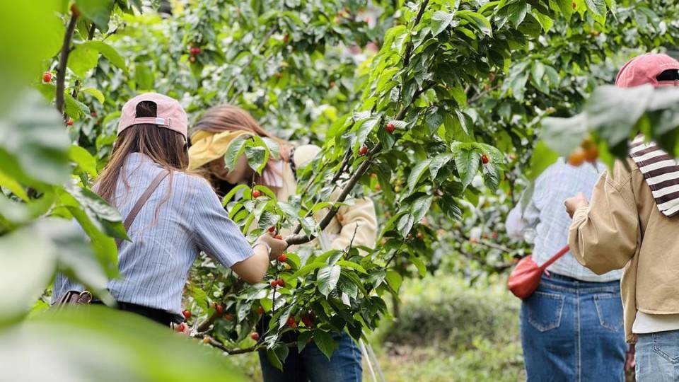 成都蒲江的樱桃红了 周末等你来采摘