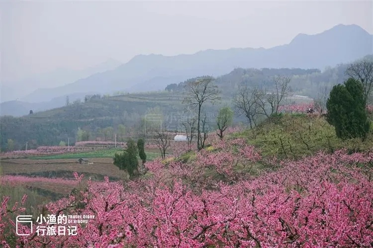 藏在西安秦岭里的桃花林终于开了!景美免费,花海成海!周末去逛