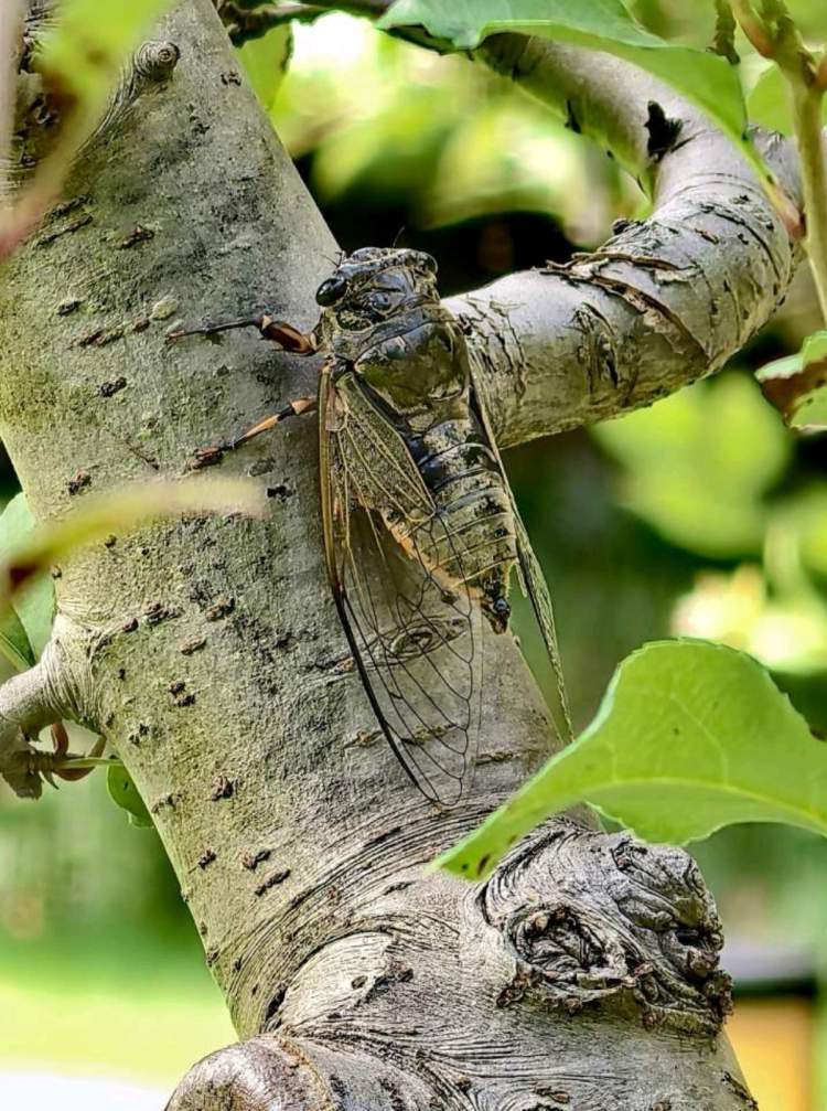 夏日蝉鸣与蝉的蜕变过程.