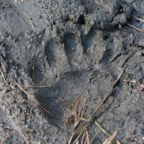 与同伴结伴而行时,留意掌印,爪痕和排泄物,边走边弄出较大的动静,熊在