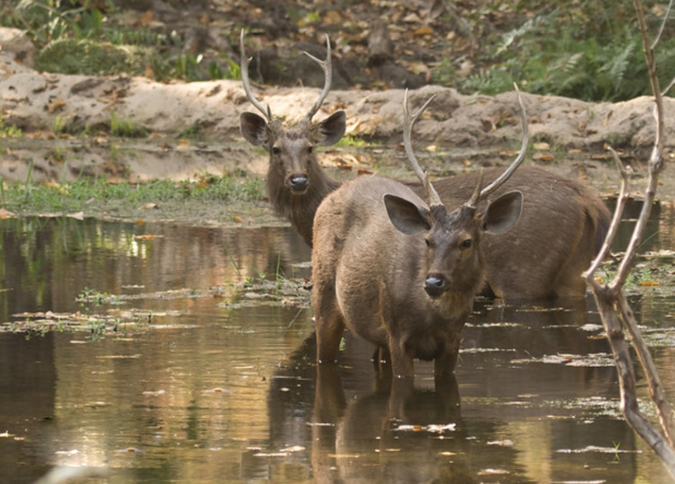 在我国,水鹿主要分布于南方的一些省份,比如广东,广西,四川,海南,云南