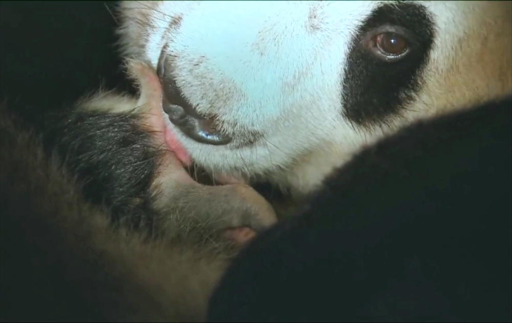 刚出生的熊猫宝宝体重约有100克,最长约18厘米,小到可