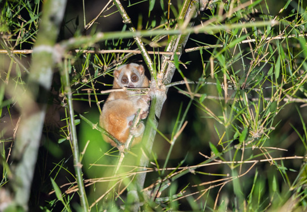 广西凭祥发现"大眼怪猴",样貌奇特手臂能喷毒,宛如外星生物