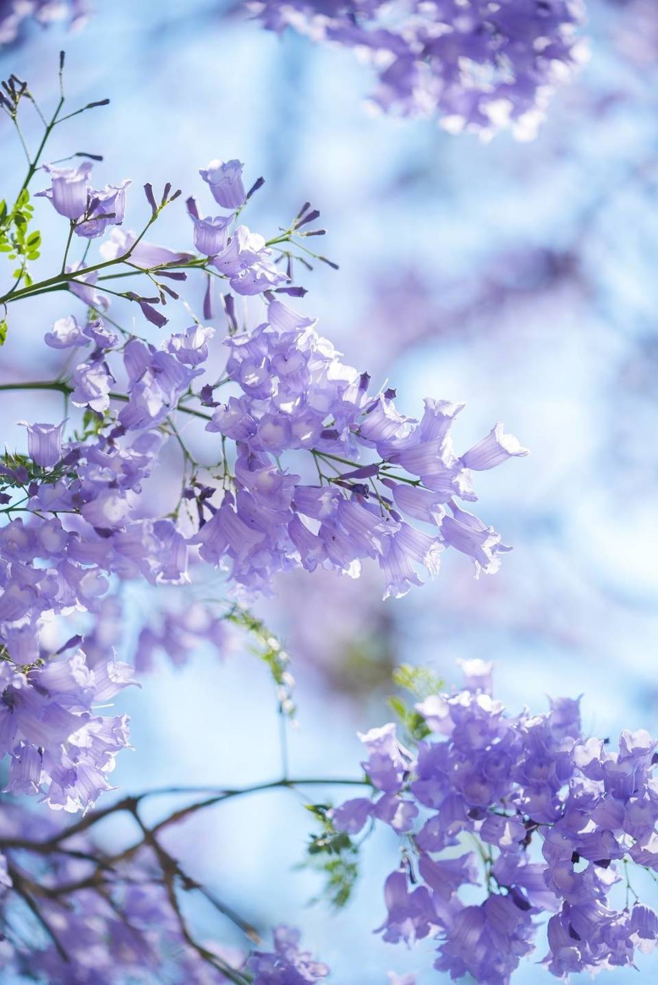 春天里的攀枝花③丨蓝花楹迎来盛花期 满城紫色花海