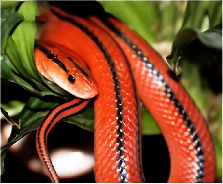 动物趣闻红色蛇类有哪些盘点世界上十种红色蛇类