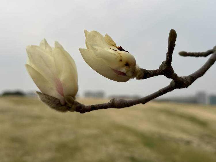 上海玉兰第一园,白玉兰盛开了_腾讯新闻