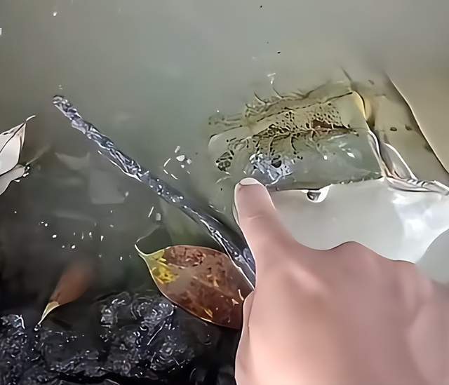 福建博主海边偶遇奇怪海洋生物，竟是中国鲎