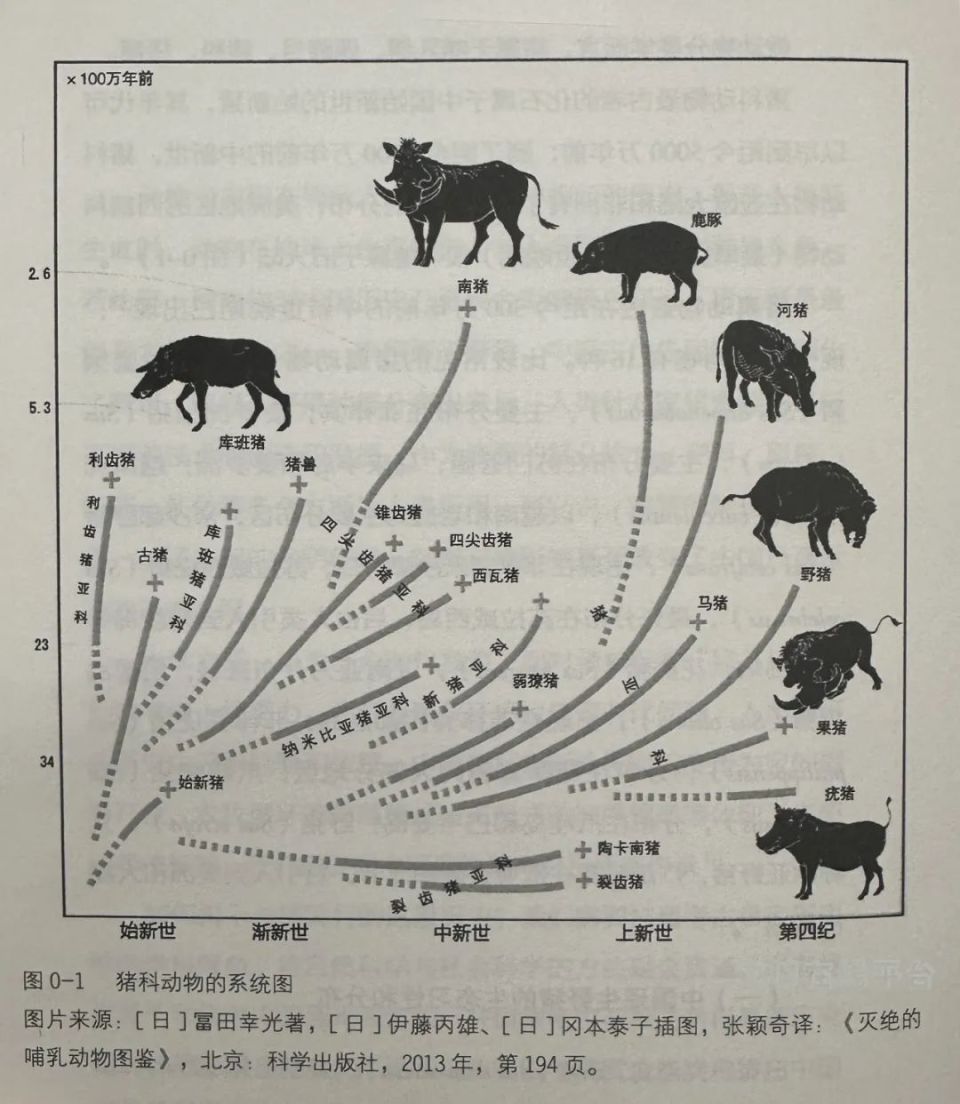 猪的祖先进化图图片