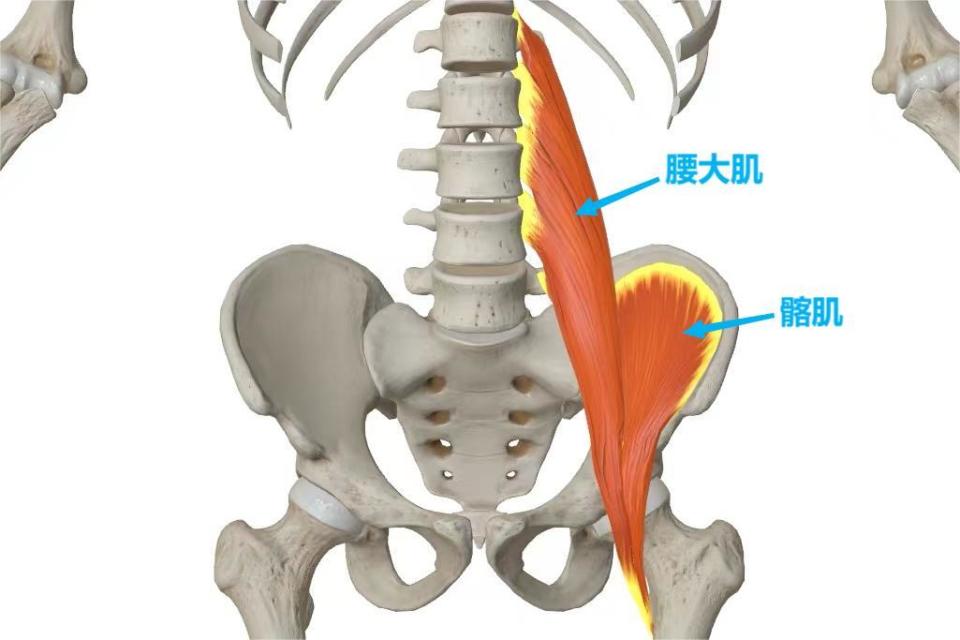 主要是因为阔筋膜张肌,臀大肌,髂胫束紧张导致髋活动会与股骨大转子