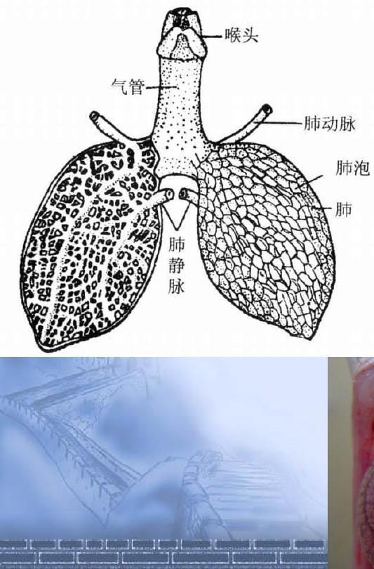 青蛙的肺示意图图片