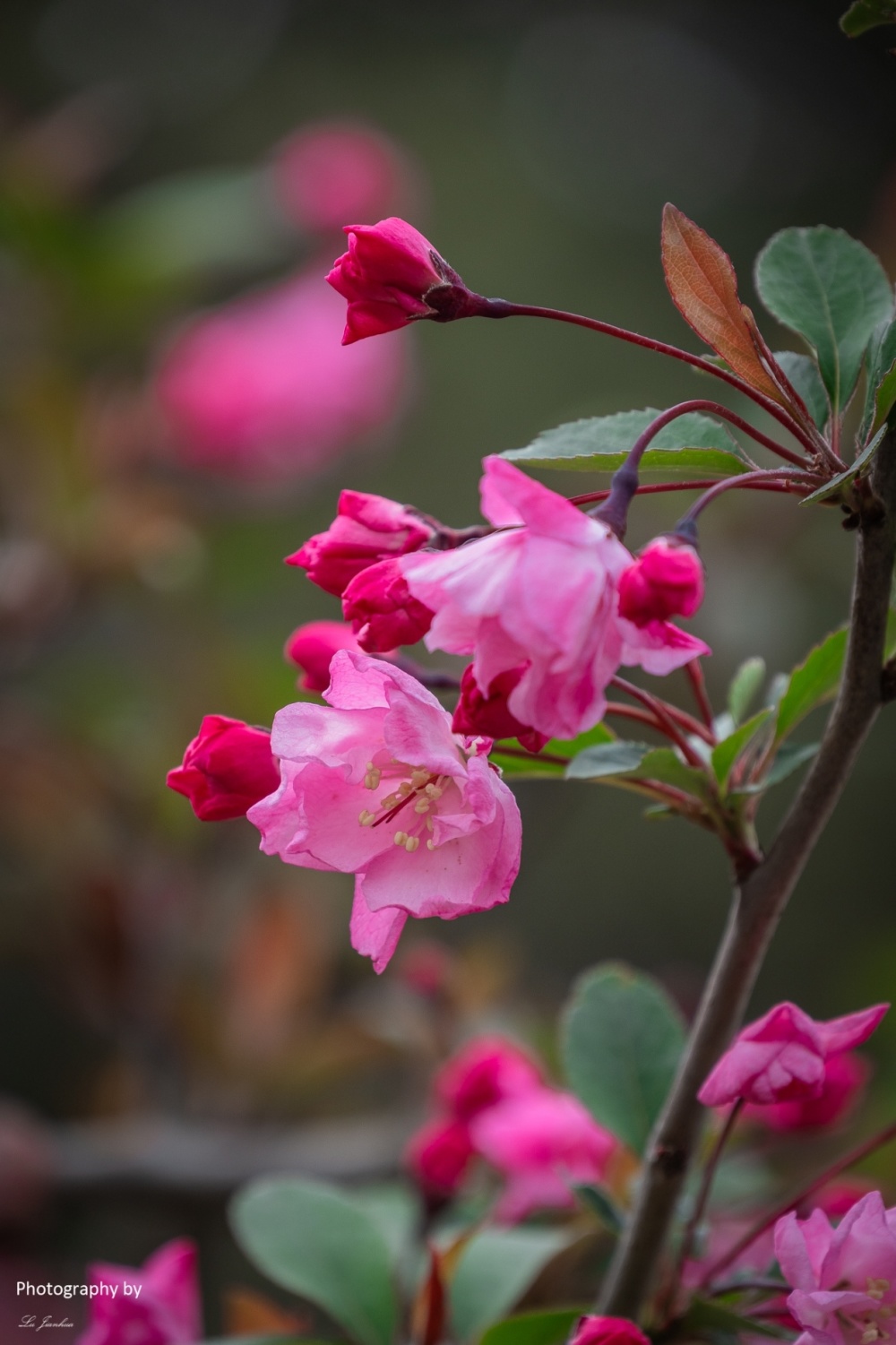 无锡梅园海棠花盛开了