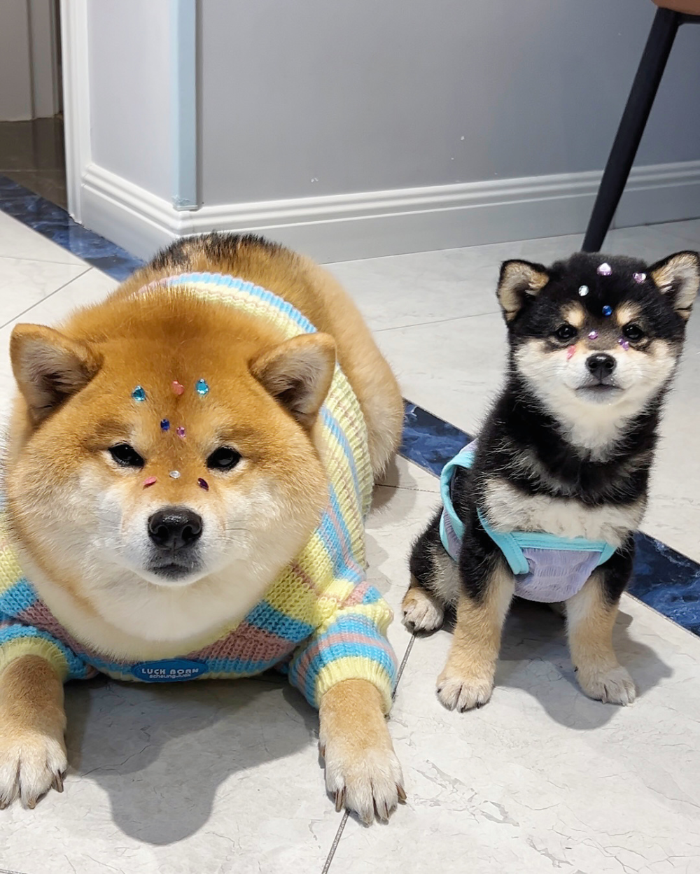 同时养了普通柴犬和豆柴，我才知道差别这么大-腾讯新闻