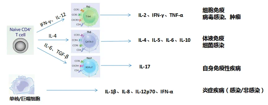 细胞因子可分为白细胞介素,干扰素,肿瘤坏死因子超家族,集落刺激因子