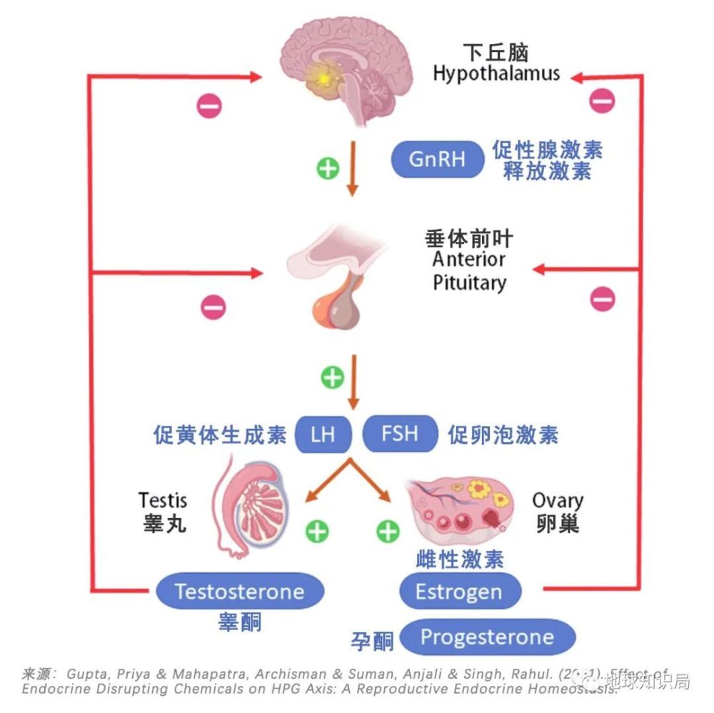 下丘脑垂体卵巢轴图片