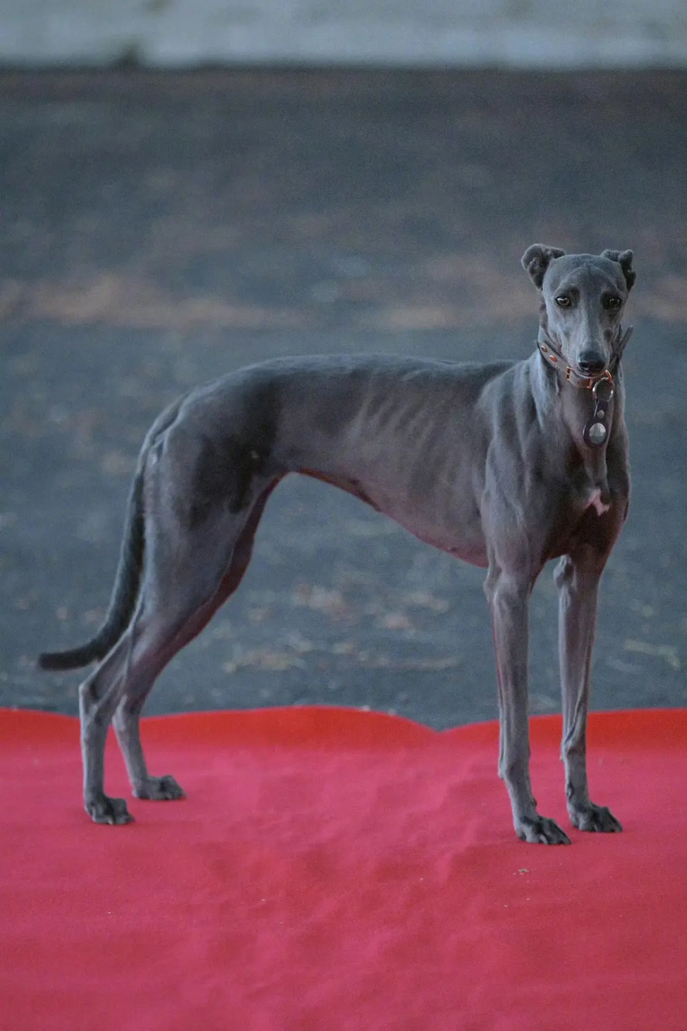 狗阵》，就像彭于晏的屁股一样不挺拔-腾讯新闻