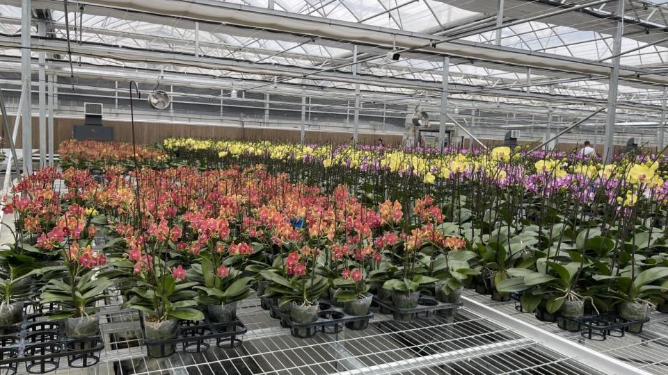 农业架桥梁 |台湾农业 交流团参访道里区花间集·蝴蝶兰基地