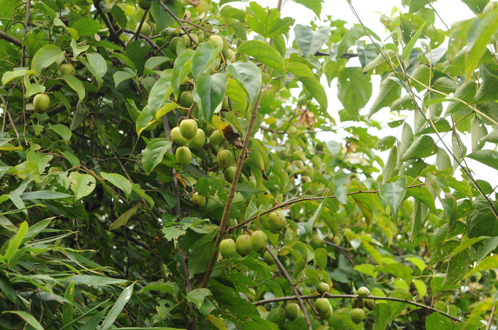 大籽猕猴桃开花啦,这种珍稀濒危植物你见过吗
