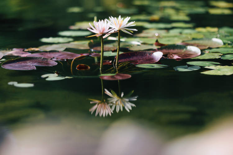 莫奈的睡莲世界本周末起再现!