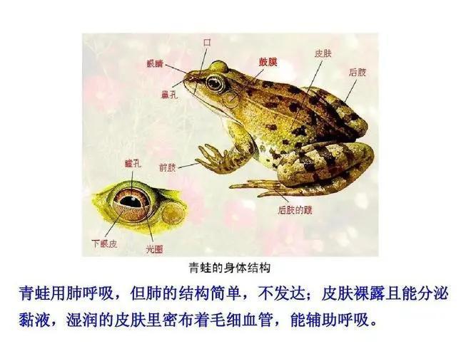 青蛙的肺结构图片