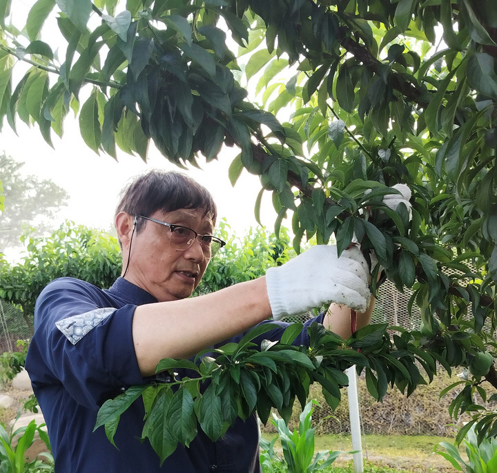 檇李,咋念?穿越千年而来的名果,为何鲜为人知