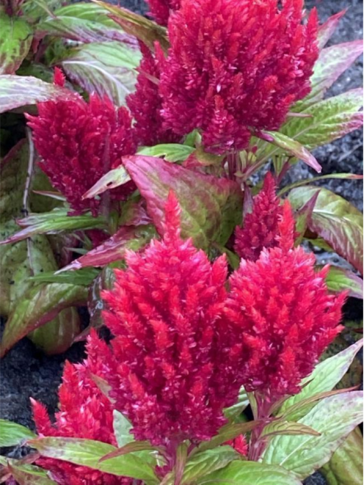 一顶红帽子的鸡冠花美丽