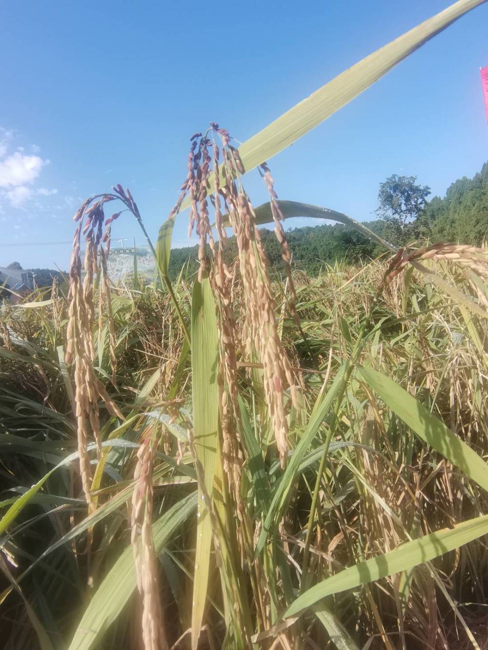 自帶花香高產還抗旱多個高品質水稻新品種將入駐成都天府糧倉