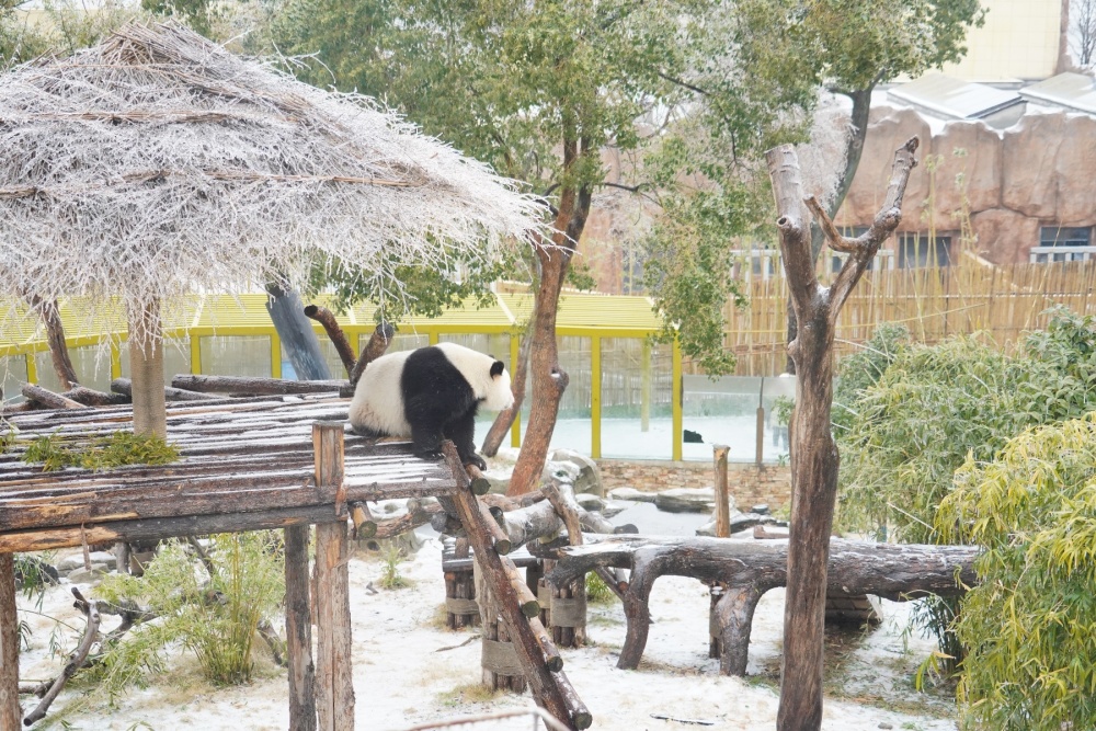 武漢動物園成