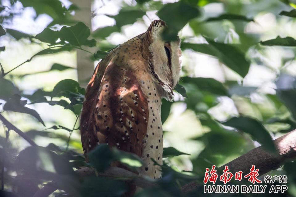 国家二级保护动物栗鸮在东方城区首次被记录_腾讯新闻