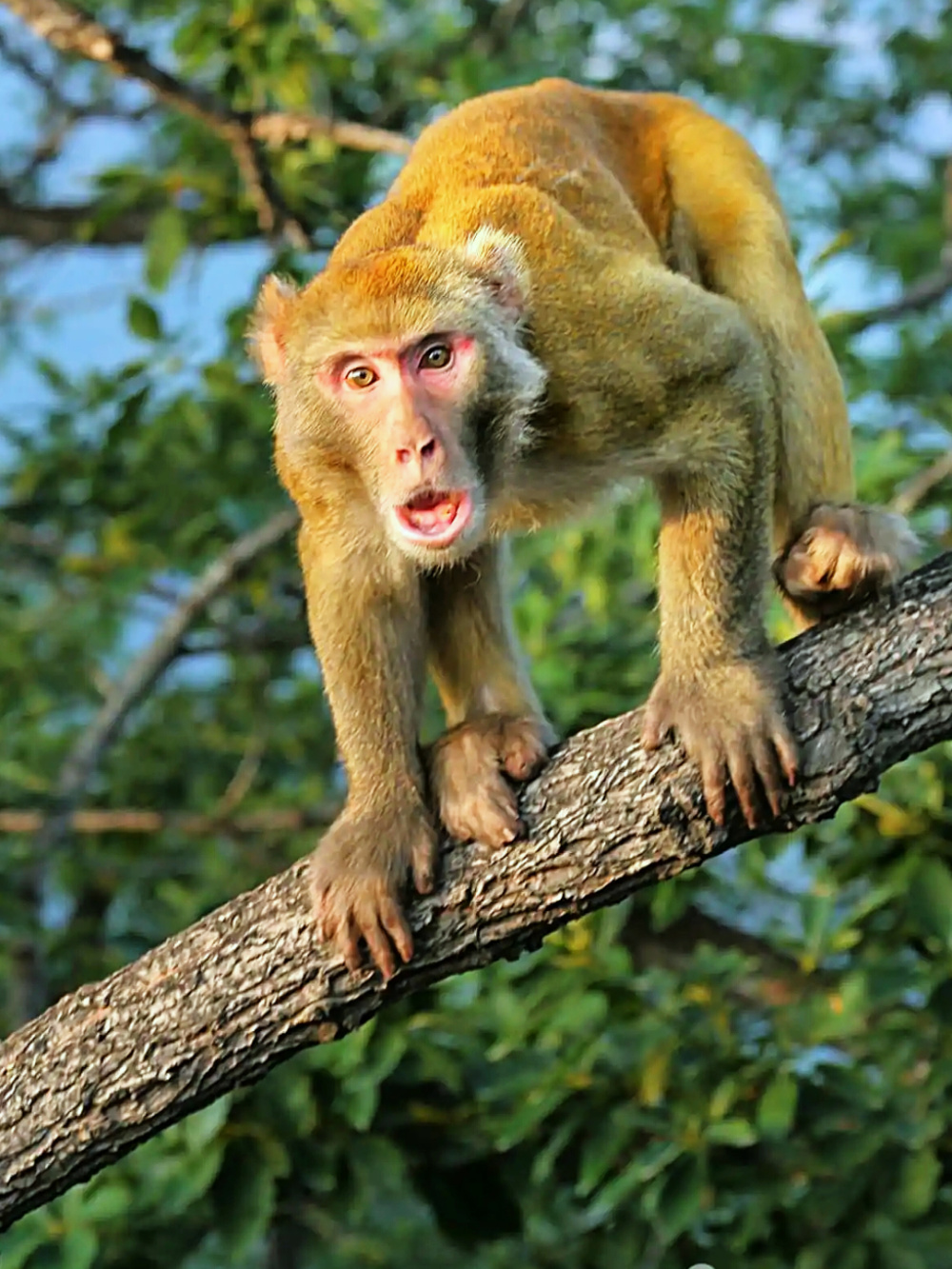 2天伤9人还差点抓走婴儿海南万宁野猴进村为何如此疯狂