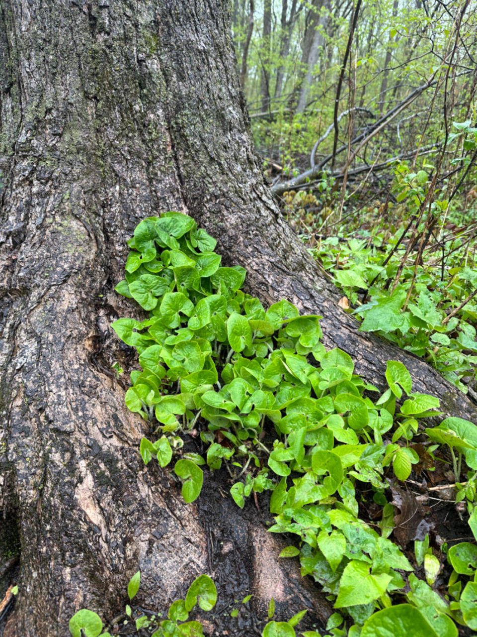 吃松茸能抗癌,吃松露能壮阳?都市传说下,它们的命运可能是被吃绝