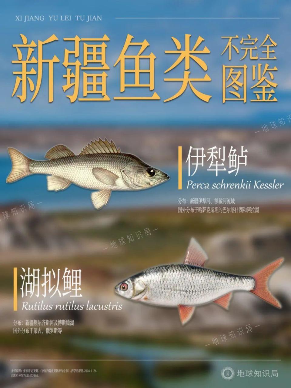 ▼乌伦古湖,新疆久负盛名的渔业基地,盛产白斑狗鱼,河鲈,赤鲈,贝加尔