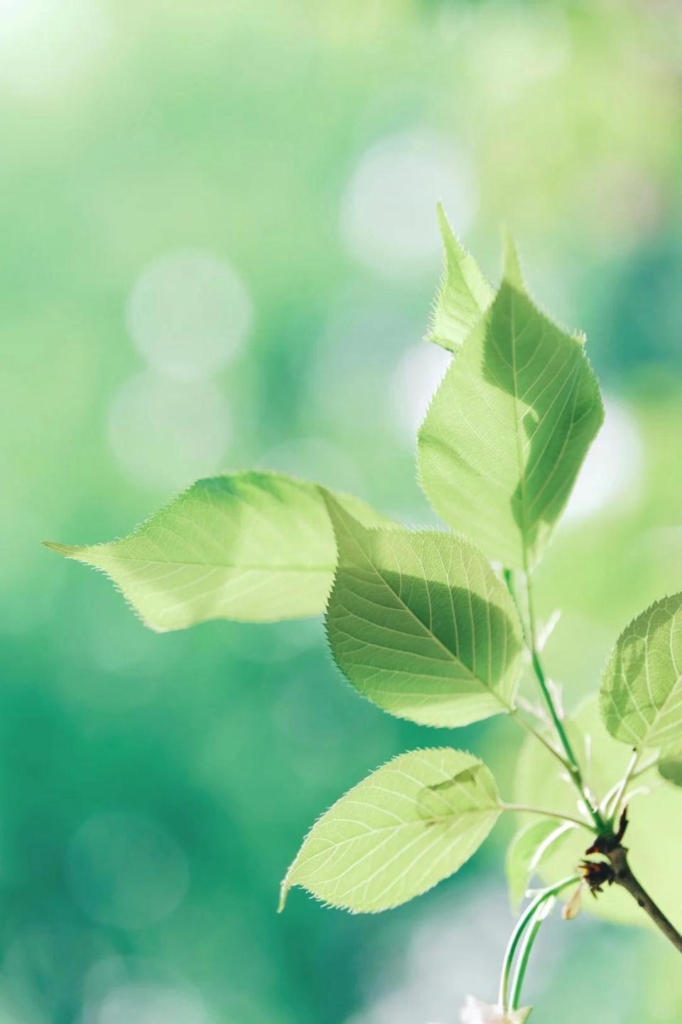 14首《花间集》里的轻柔软语诗词:首首风情万种