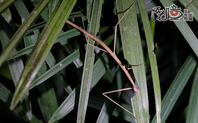 万花瞳 | 夜观缙云山"小精灵"