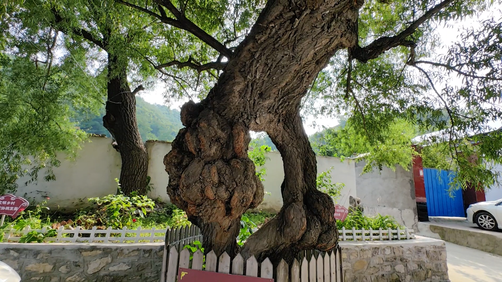 博山响泉村寻古,不只有流苏五月晴雪,还有长成北斗七星的古槐_腾讯